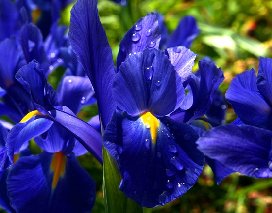 Photography: Landscapes/Flowers/Scenics