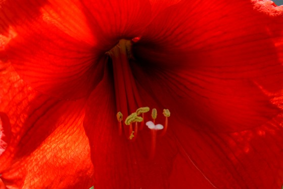 Photography: Landscapes/Flowers/Scenics