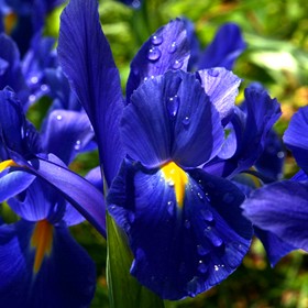 Photography: Landscapes/Flowers/Scenics